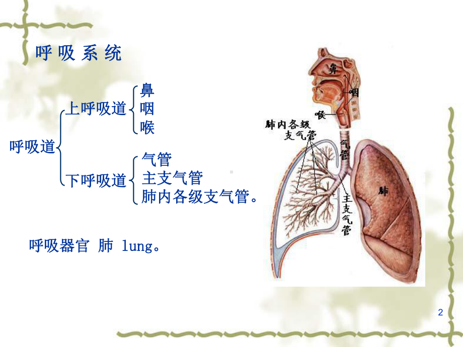 医学课件-呼吸泌尿教学课件.ppt_第2页