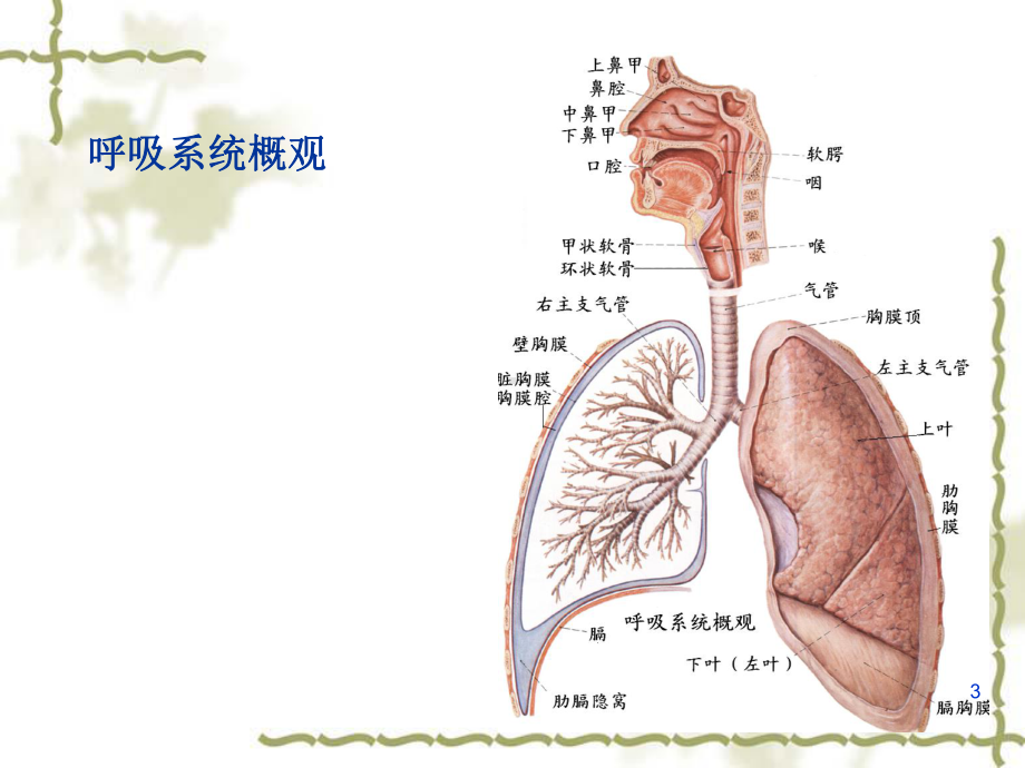 医学课件-呼吸泌尿教学课件.ppt_第3页