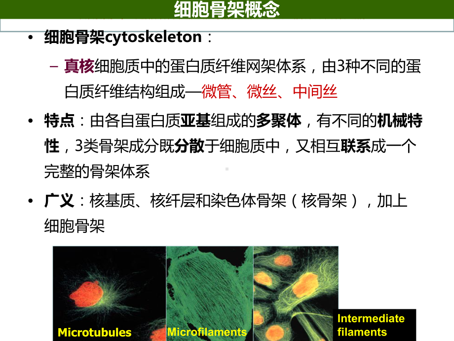 医学细胞生物学细胞骨架和细胞的运动培训课件.ppt_第1页