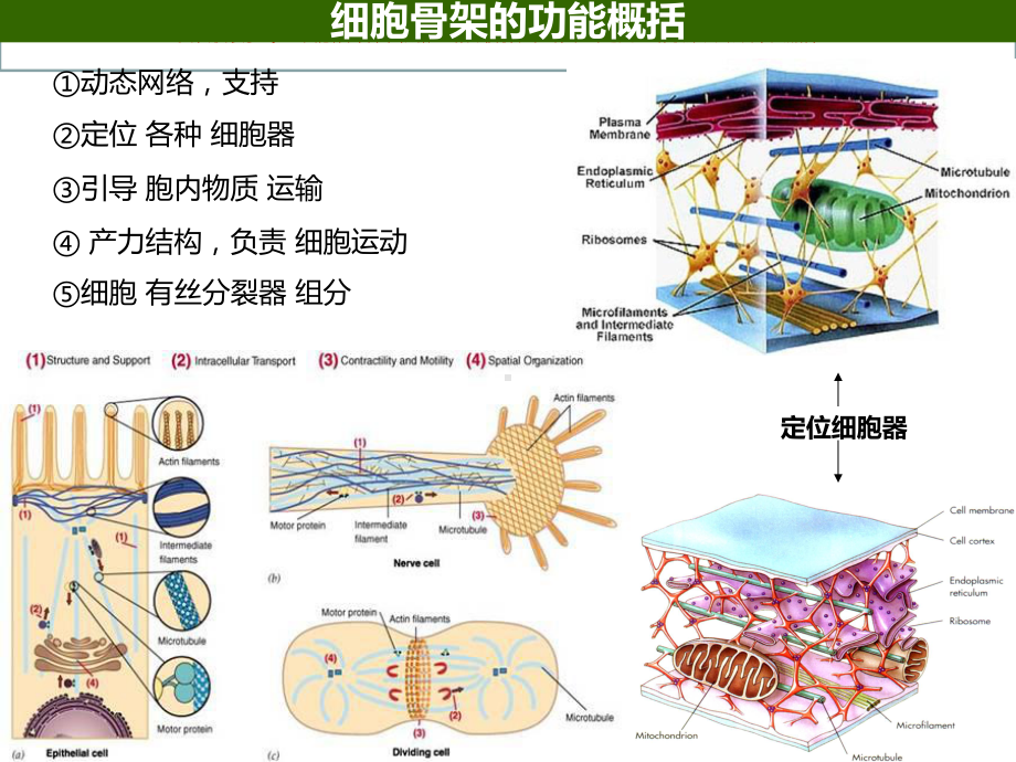 医学细胞生物学细胞骨架和细胞的运动培训课件.ppt_第2页