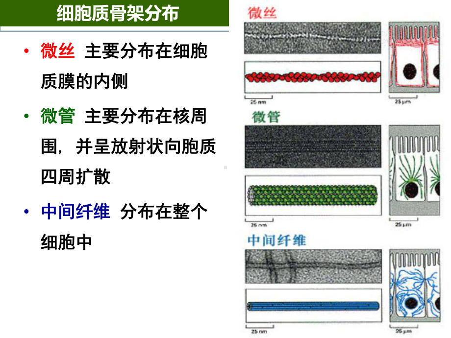 医学细胞生物学细胞骨架和细胞的运动培训课件.ppt_第3页