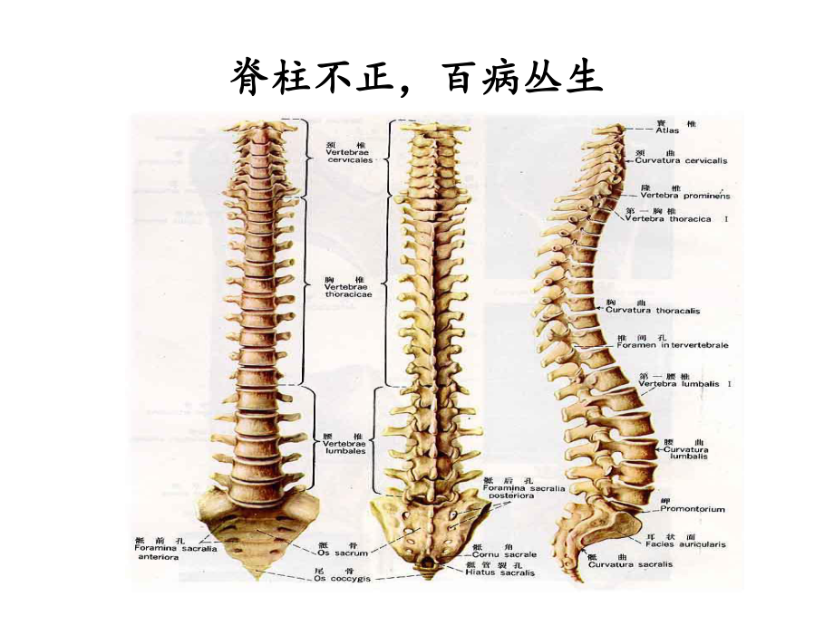 史上最全脊柱与疾病关系并附歌诀课件.ppt_第1页