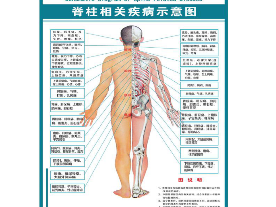 史上最全脊柱与疾病关系并附歌诀课件.ppt_第2页