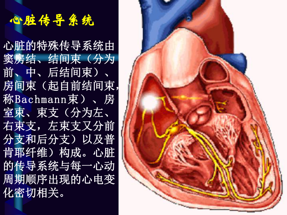 室早及室速的体表心电图定位概要课件.ppt_第2页