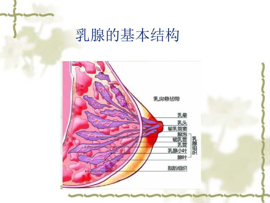 乳腺增生病小讲课课件.ppt_第3页