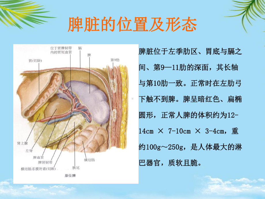 外伤性脾破裂的护理全面课件.pptx_第3页