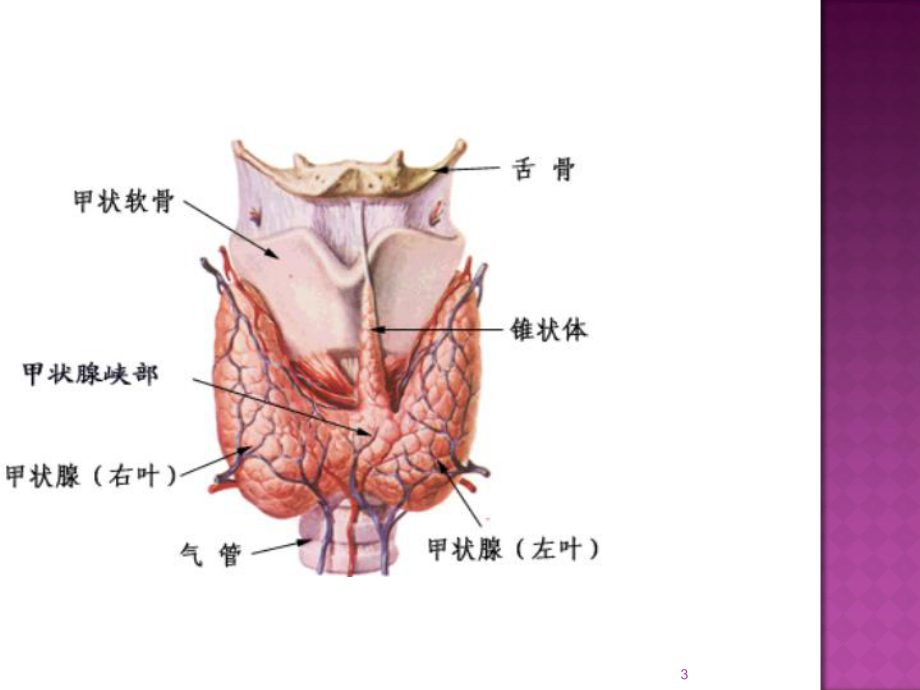 内科学课件甲亢课件.ppt_第3页