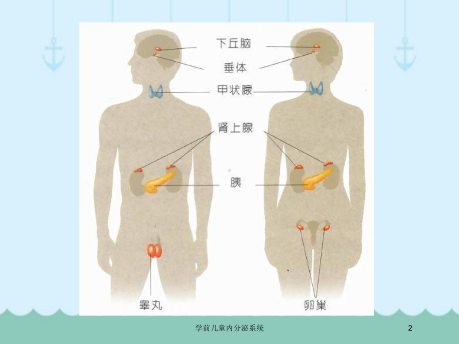 学前儿童内分泌系统培训课件.ppt_第2页