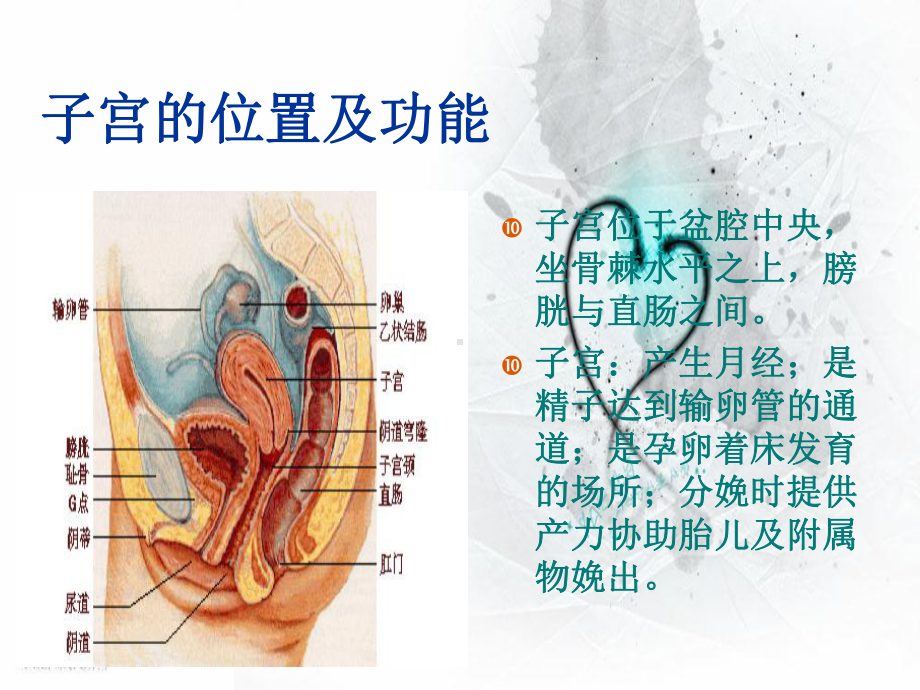 子宫肌瘤小讲课教案课件.ppt_第3页