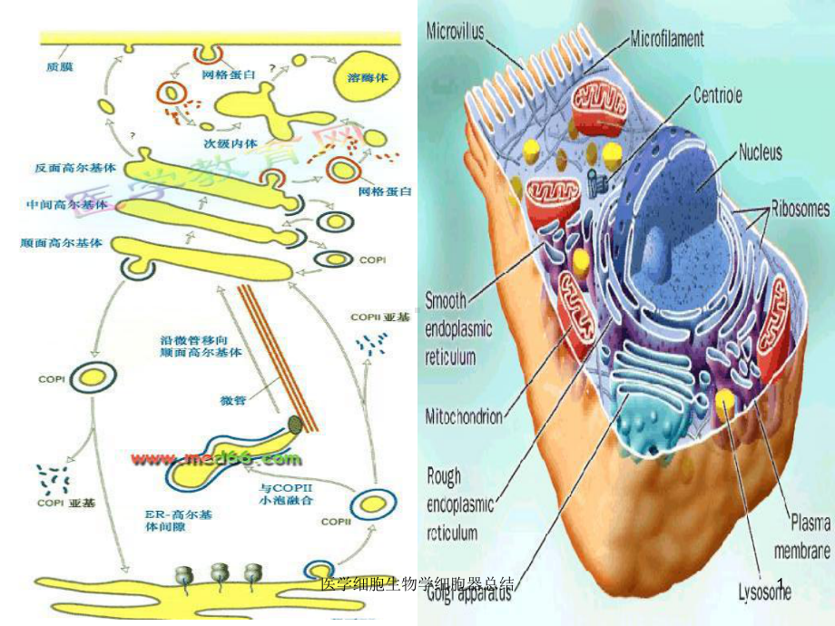 医学细胞生物学细胞器总结课件.ppt_第1页