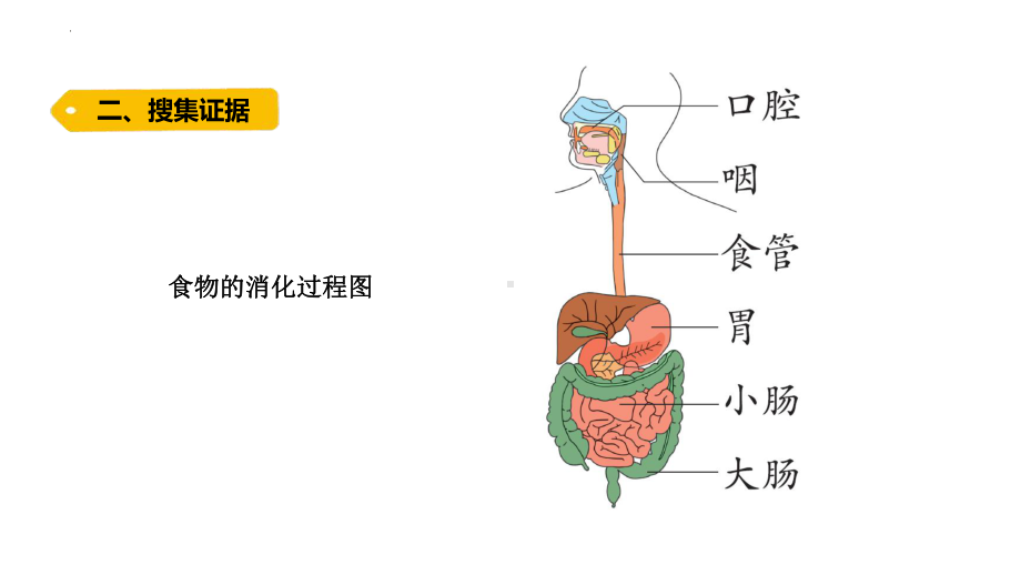 5.1 一次神奇的旅行 ppt课件-2022新大象版四年级上册《科学》.pptx_第3页