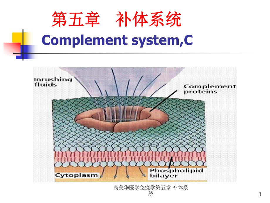 医学免疫学第五章-补体系统课件.ppt_第1页