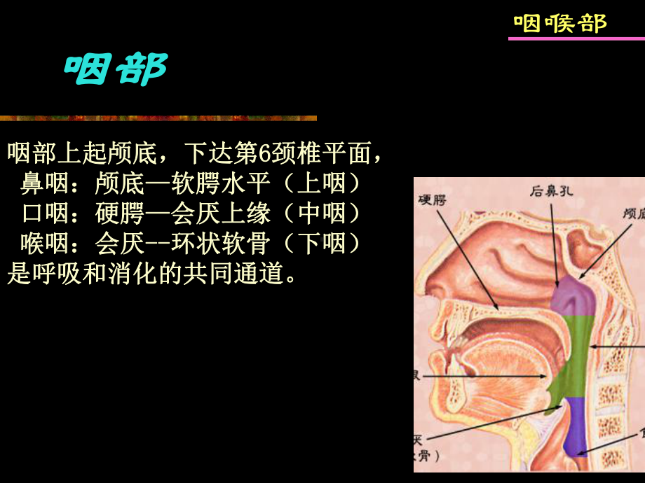 咽喉疾病影像诊断课件.pptx_第2页