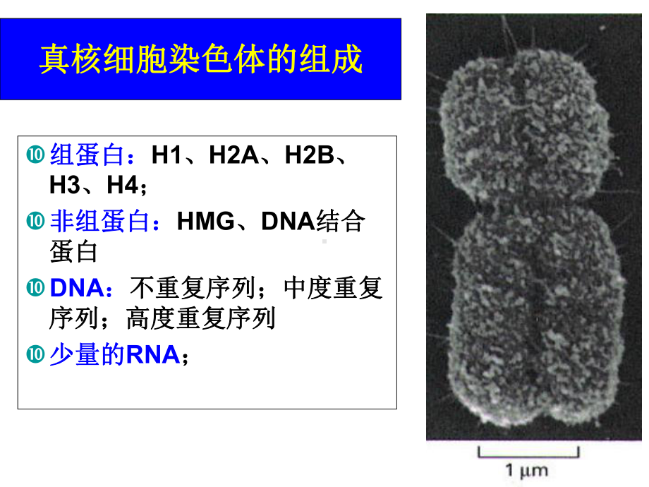 动物染色体工程hxy课件.ppt_第2页