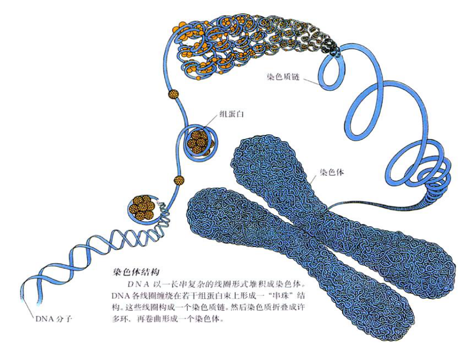 动物染色体工程hxy课件.ppt_第3页