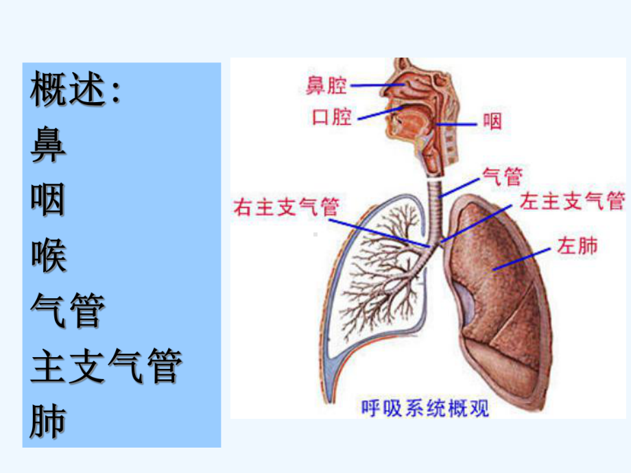 呼吸系统祝彼得-组织学与胚胎学组胚课件.ppt_第2页