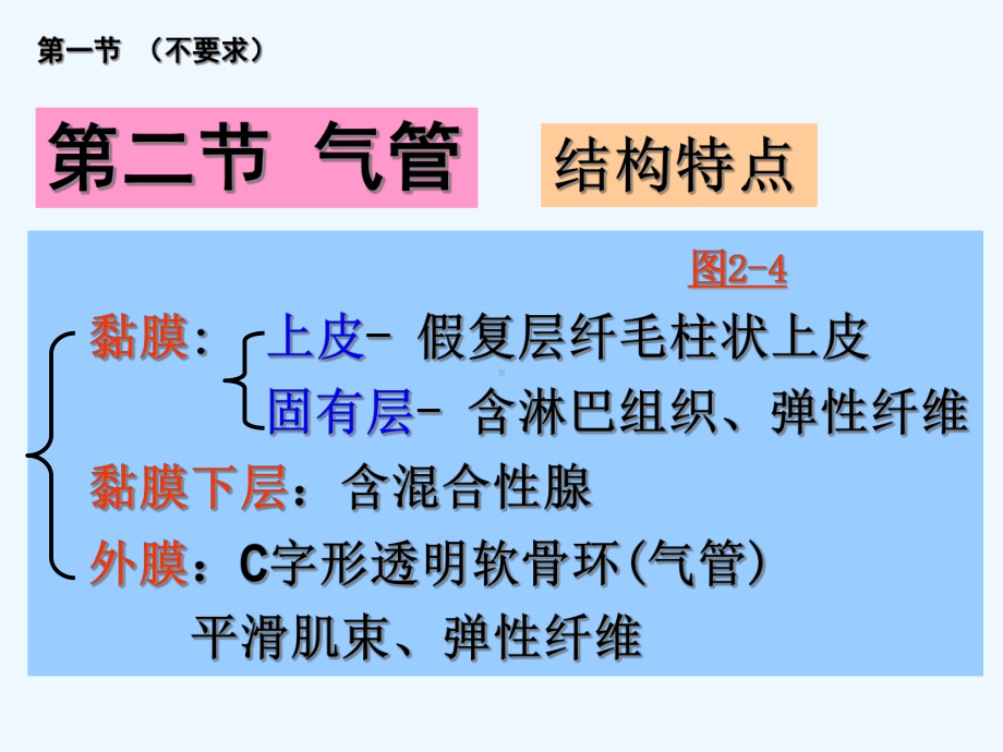 呼吸系统祝彼得-组织学与胚胎学组胚课件.ppt_第3页