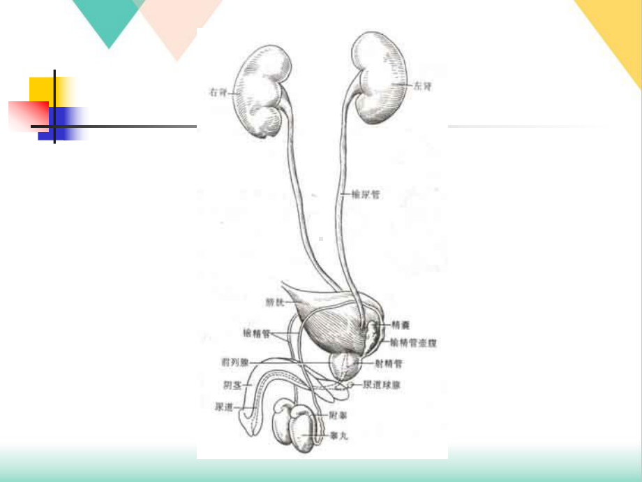 外科护理学泌尿系统损伤病人的护理培训课件-2.ppt_第2页