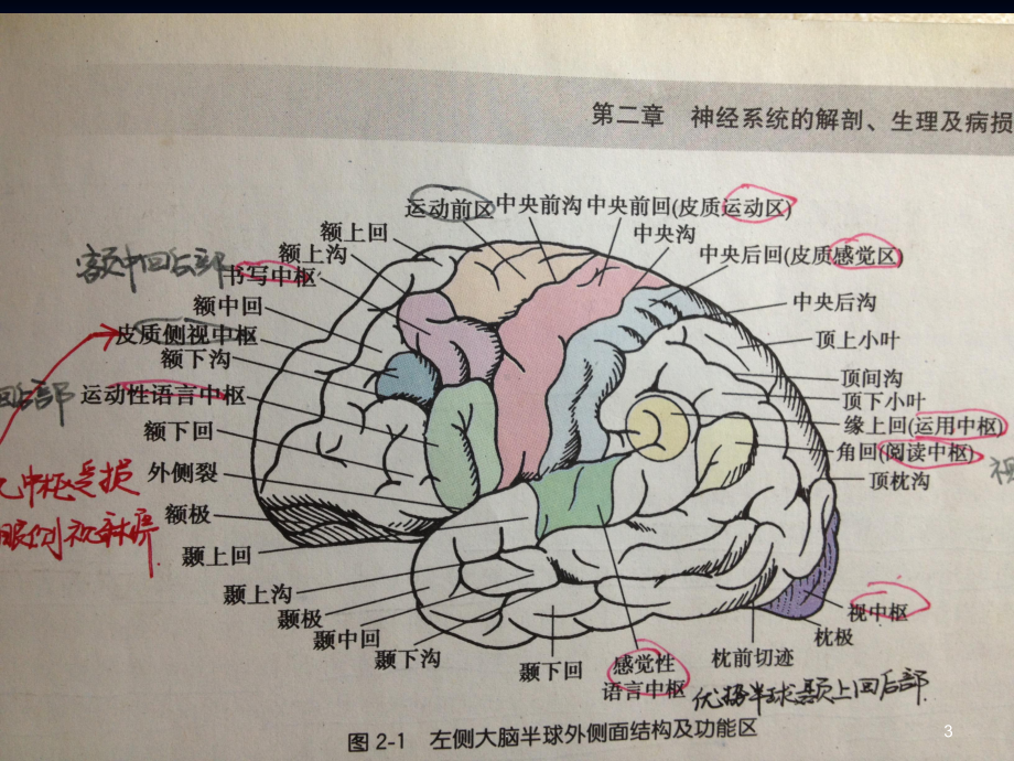 大脑半球病损表现及定位医学课件.ppt_第3页