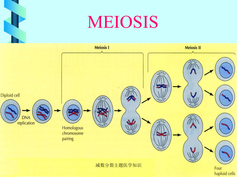 减数分裂主题医学知识培训课件.ppt_第2页