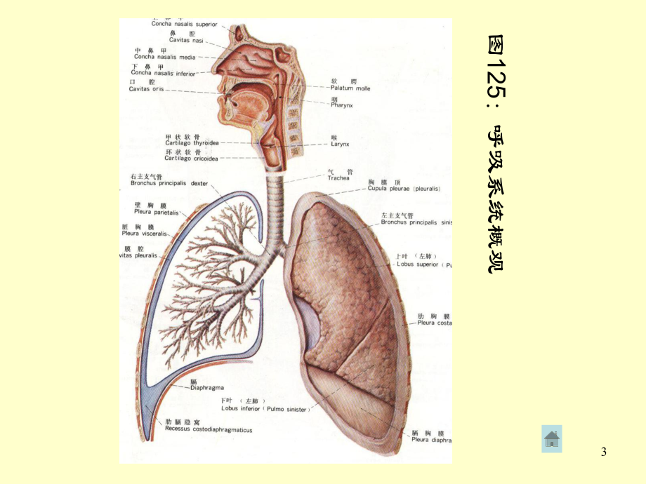 医学课件-呼吸系教学课件.ppt_第3页