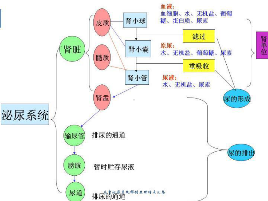 儿童泌尿系统解剖生理特点汇总培训课件.ppt_第3页