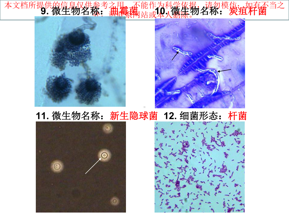 医疗微生物学切片考试切片完整版培训课件.ppt_第3页