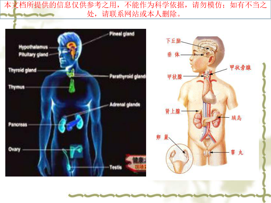 内分泌概述和甲亢患者的医疗护理培训课件.ppt_第2页