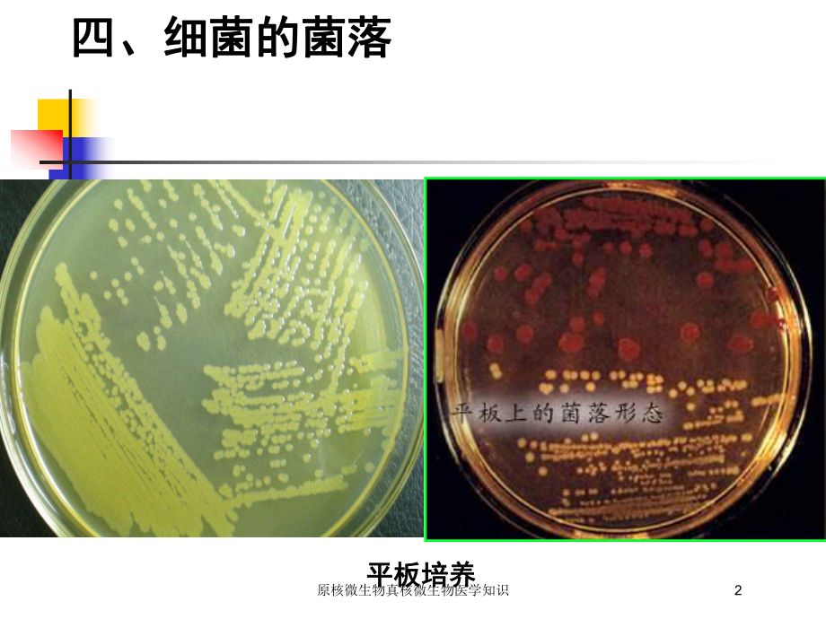 原核微生物真核微生物医学知识培训课件.ppt_第2页