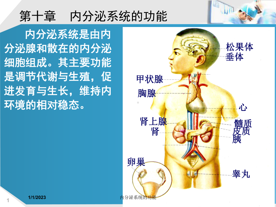 内分泌系统的功能课件.ppt_第1页