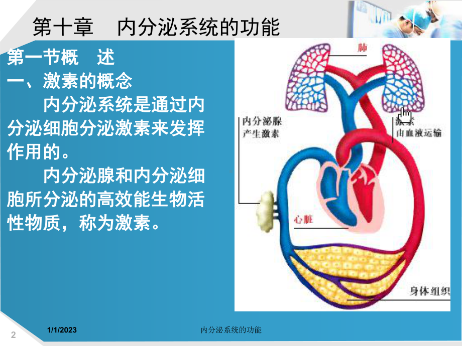 内分泌系统的功能课件.ppt_第2页