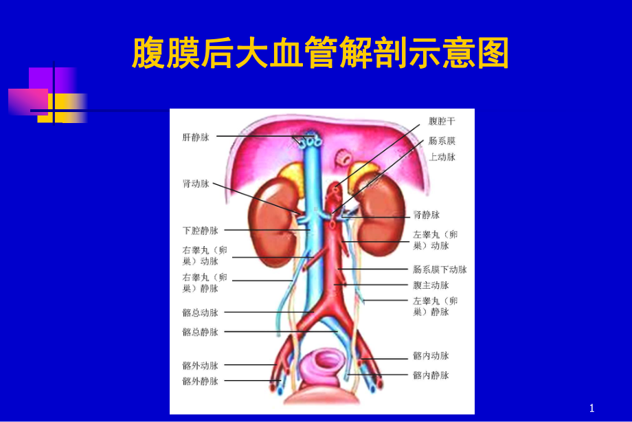 医学课件腹膜后大血管超声.ppt_第1页