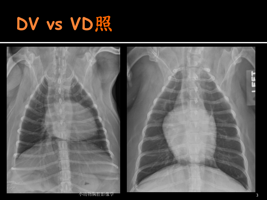 小动物胸腔影像学培训课件.ppt_第3页