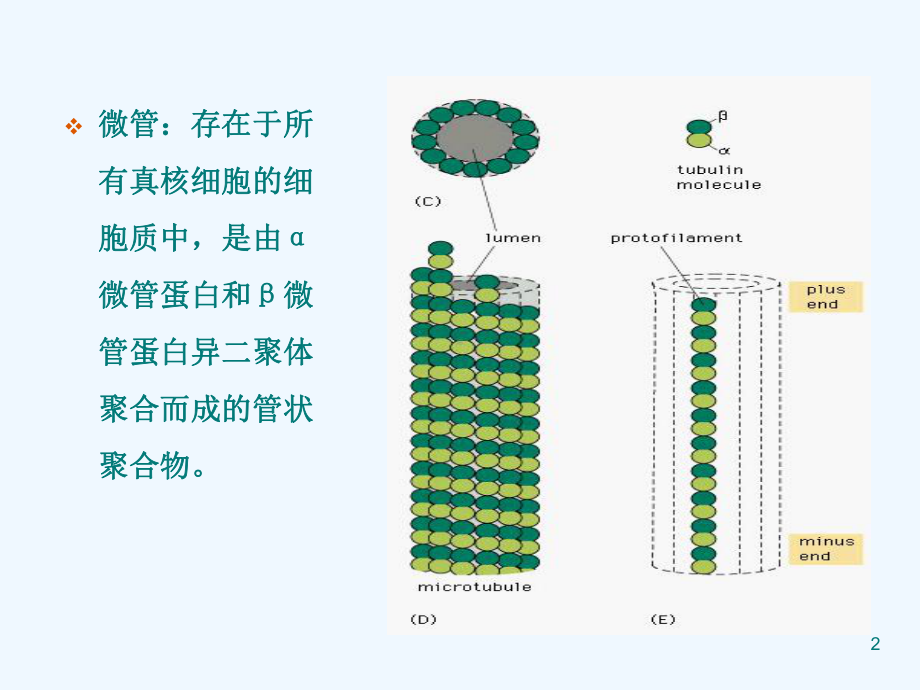 作用于微管抗肿瘤药物概述课件.ppt_第2页