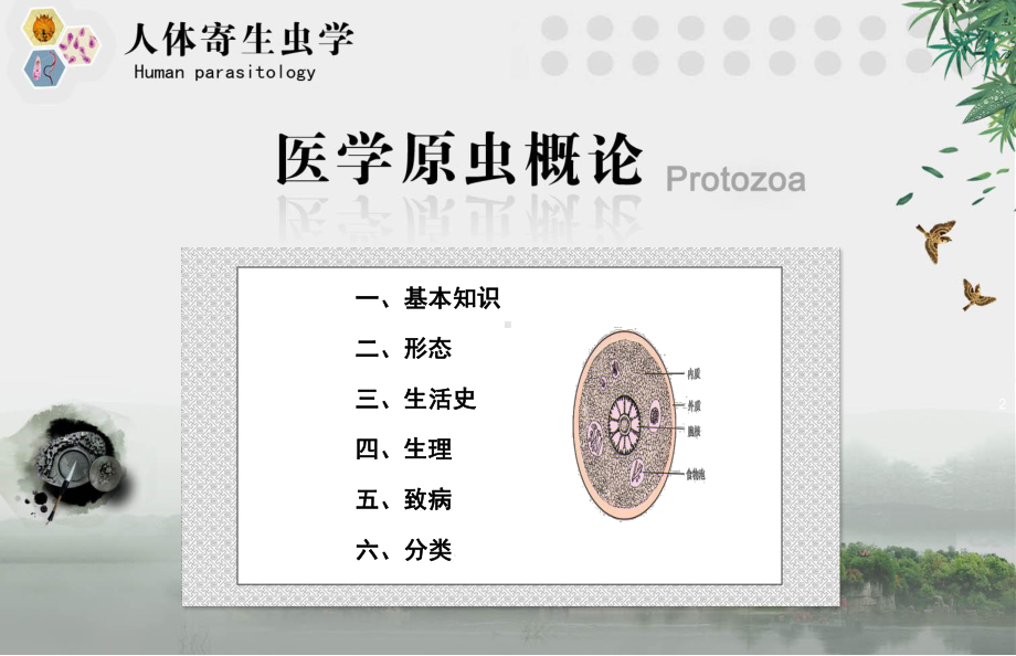 人体寄生虫学医学原虫概论件课件.ppt_第2页