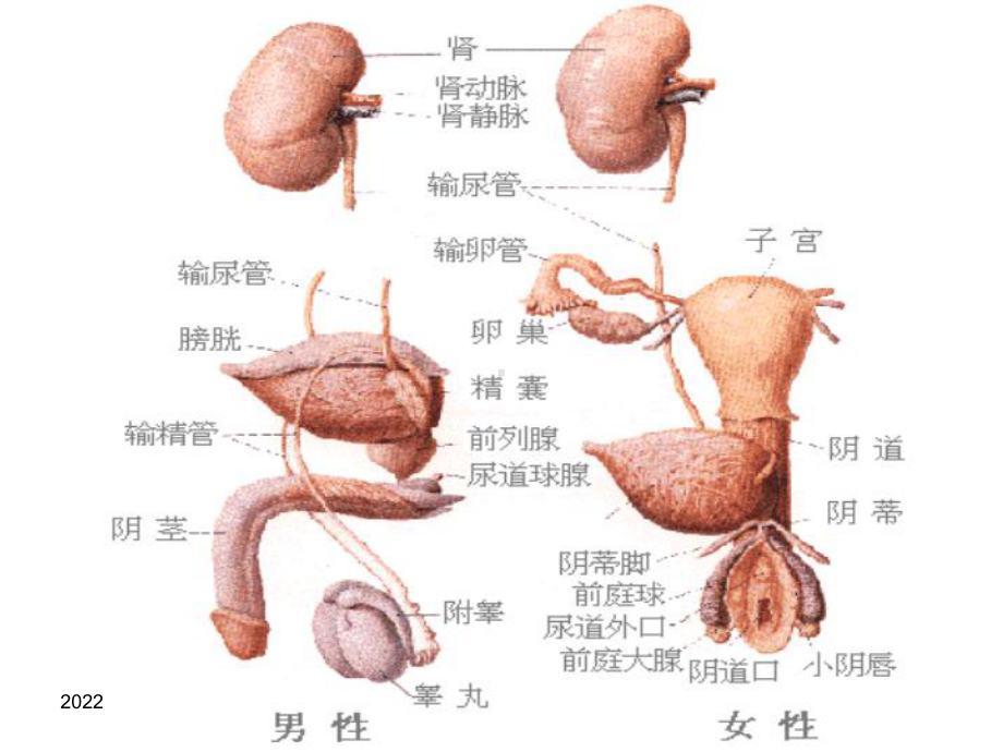 妇科疾病知识课件.ppt_第3页