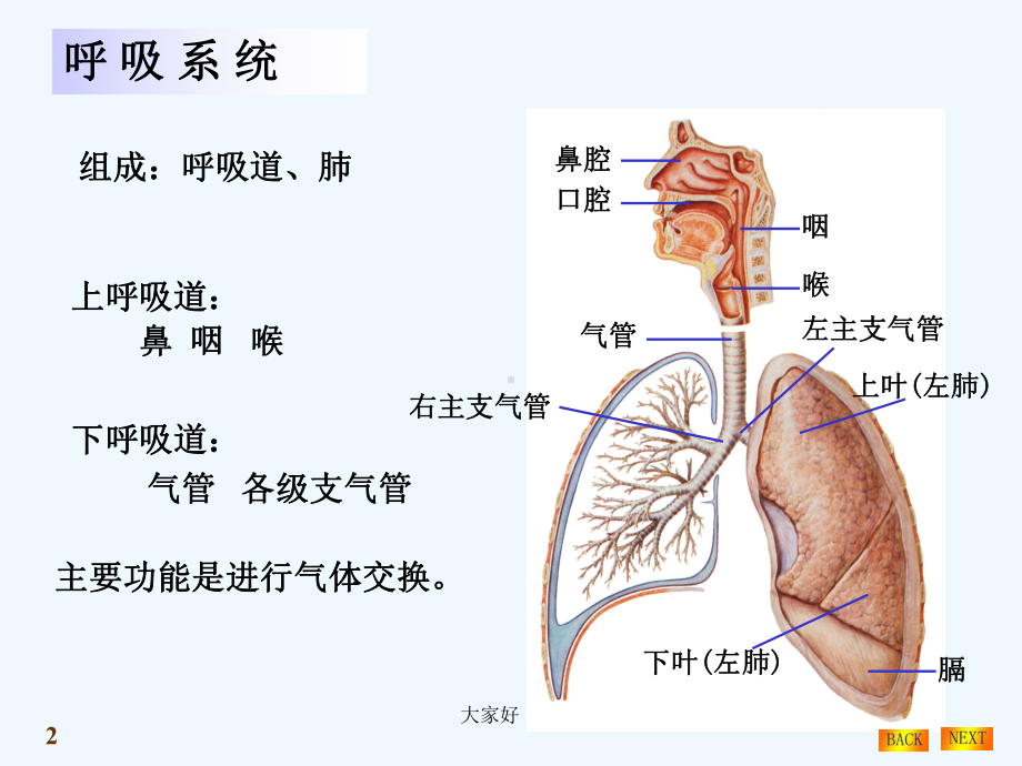 呼吸系统结构与功能-课件.ppt_第2页