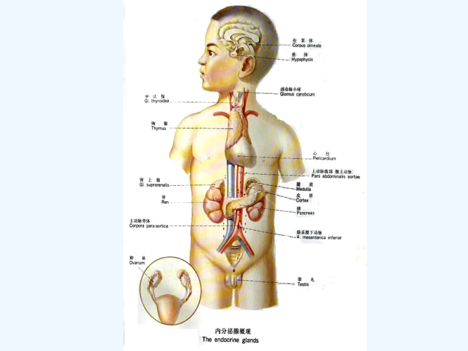 内分泌系统解剖课件.ppt_第2页