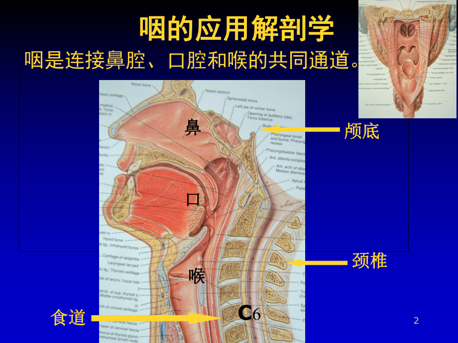 咽喉解剖参考课件.ppt_第2页