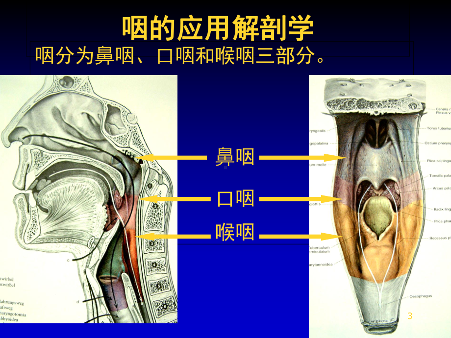 咽喉解剖参考课件.ppt_第3页