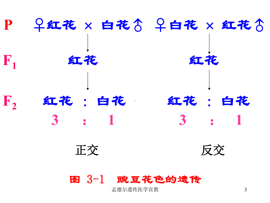 孟德尔遗传医学宣教培训课件.ppt_第3页