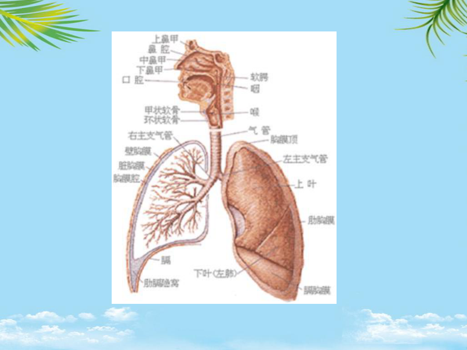 呼吸系统疾病与保健xia课件.ppt_第2页