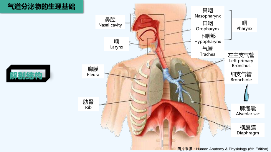 呼吸道分泌物病理生理及祛痰药新用途课件.ppt_第3页