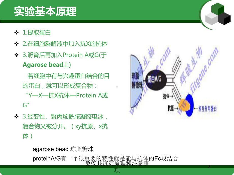 免疫共沉淀原理和注意事项培训课件.ppt_第3页