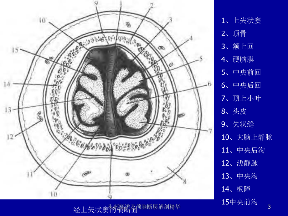 头部概述及颅脑断层解剖精华课件.ppt_第3页