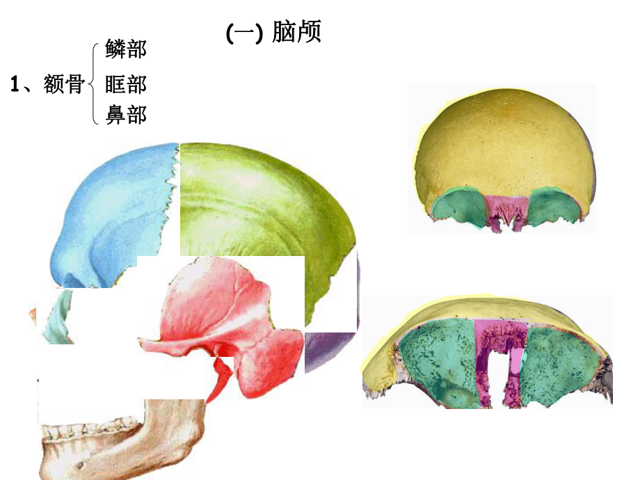 医学课件解剖学四肢骨颅骨.ppt_第2页