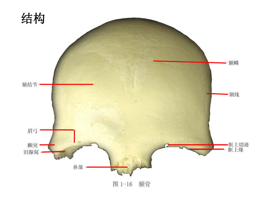 医学课件解剖学四肢骨颅骨.ppt_第3页