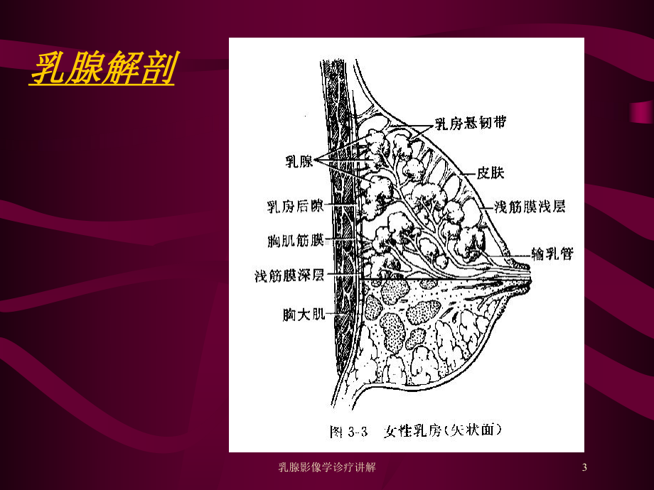 乳腺影像学诊疗讲解培训课件.ppt_第3页