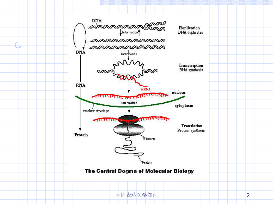 基因表达医学知识培训课件.ppt_第2页