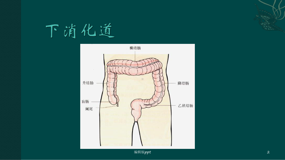 便血医学课件.ppt_第2页